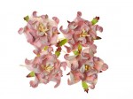 Gardenia 5cm 4 pcs in a pack PINK&WHITE