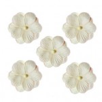 Pansies, a set of double flowers 5 pieces, white
