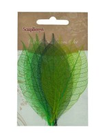Skeleton leaves, set of 8 - 2 color mixed, Rubber Tree, greens