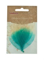 Skeleton leaves, set of 8 - dual-tone, Rubber tree, turquoise&natural