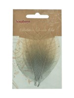 Skeleton leaves, set of 8 - dual-tone, Rubber tree, silver&natural