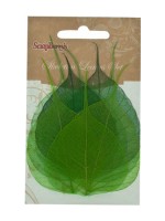 Skeleton leaves, set of 8 - dual-tone, banyan tree, greens (clr 50)